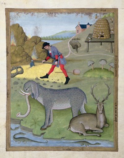 Illustration from the Book of Simple Medicines by Mattheaus Platearius 168v by Robinet Testard